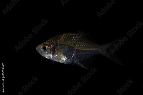 Indian glassy fish  Parambassis ranga 