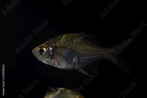 Indian glassy fish  Parambassis ranga 