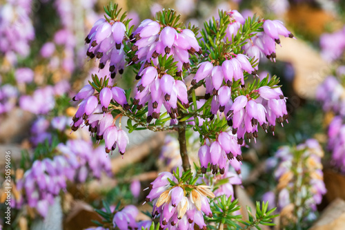 Closeup view of violet calluna vulgaris flowers