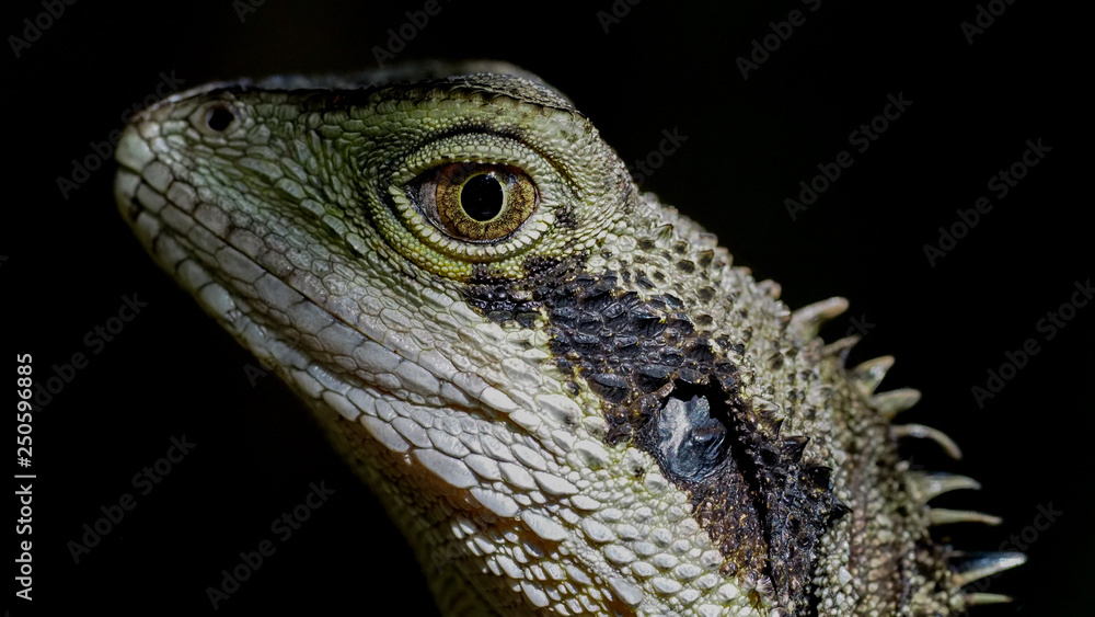 Fototapeta premium Water Dragon Head