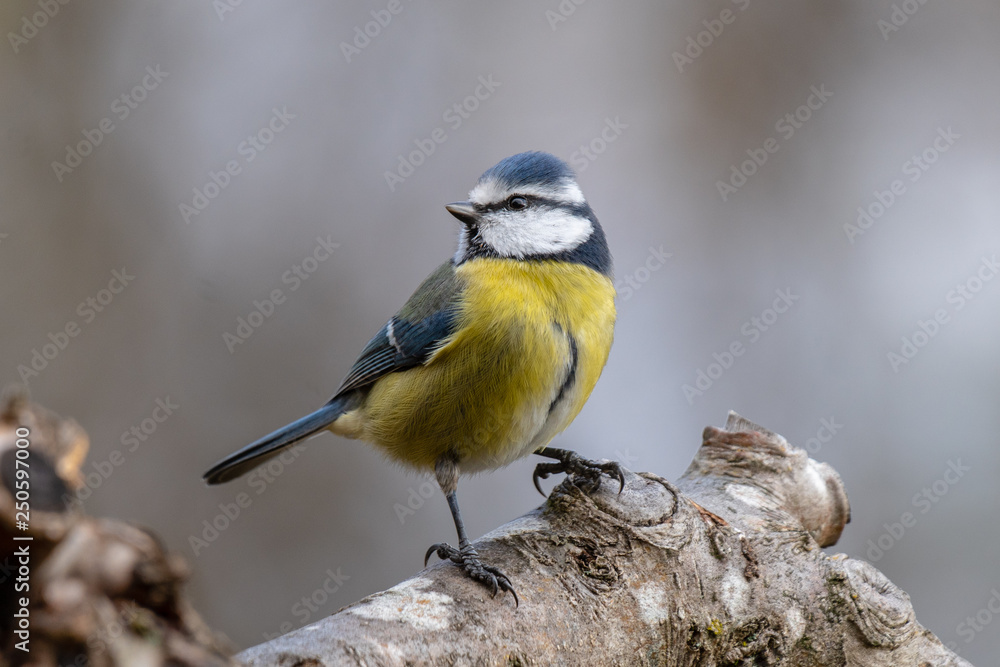 Fototapeta premium Portrait of a perky looking Blue tit