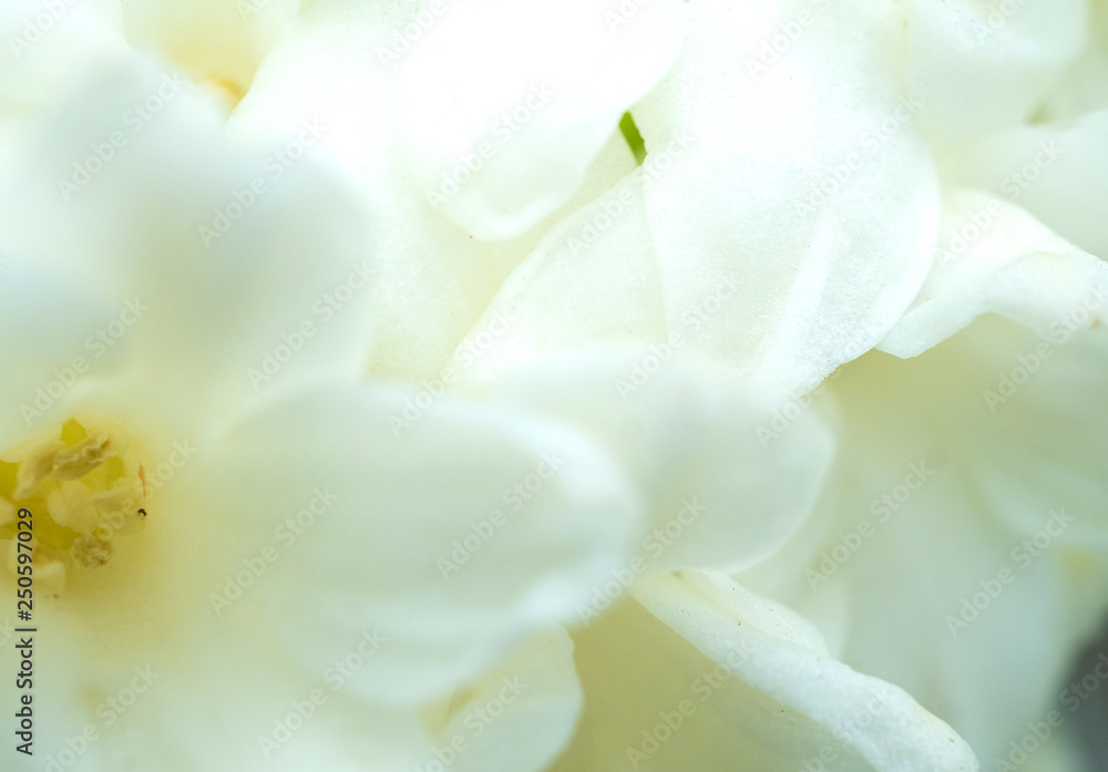 Close up of flower for design wall paper background Close up of flower for design wall paper background