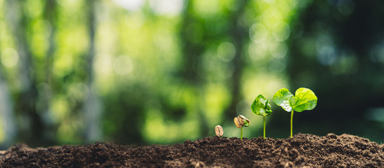 Growth Trees concept Coffee bean seedlings nature background Beautiful green