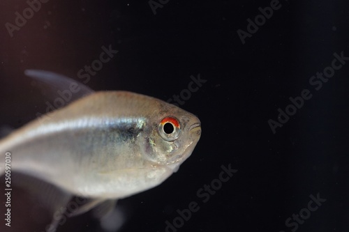 Head of a black neon tetra (Hyphessobrycon herbertaxelrodi) photo