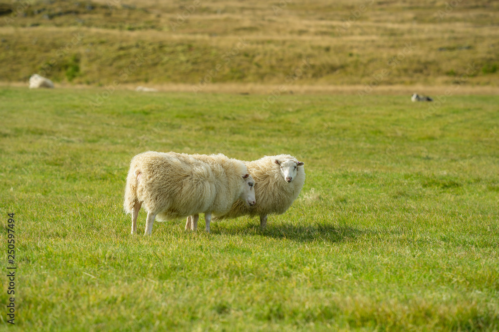 Obraz premium White sheep standing in a windy green field in Iceland