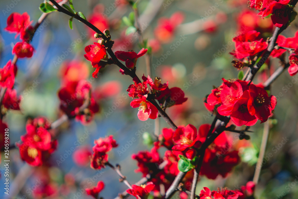Spring blossom. Red flowers of chaenomeles bush. Japonica quince blooming.