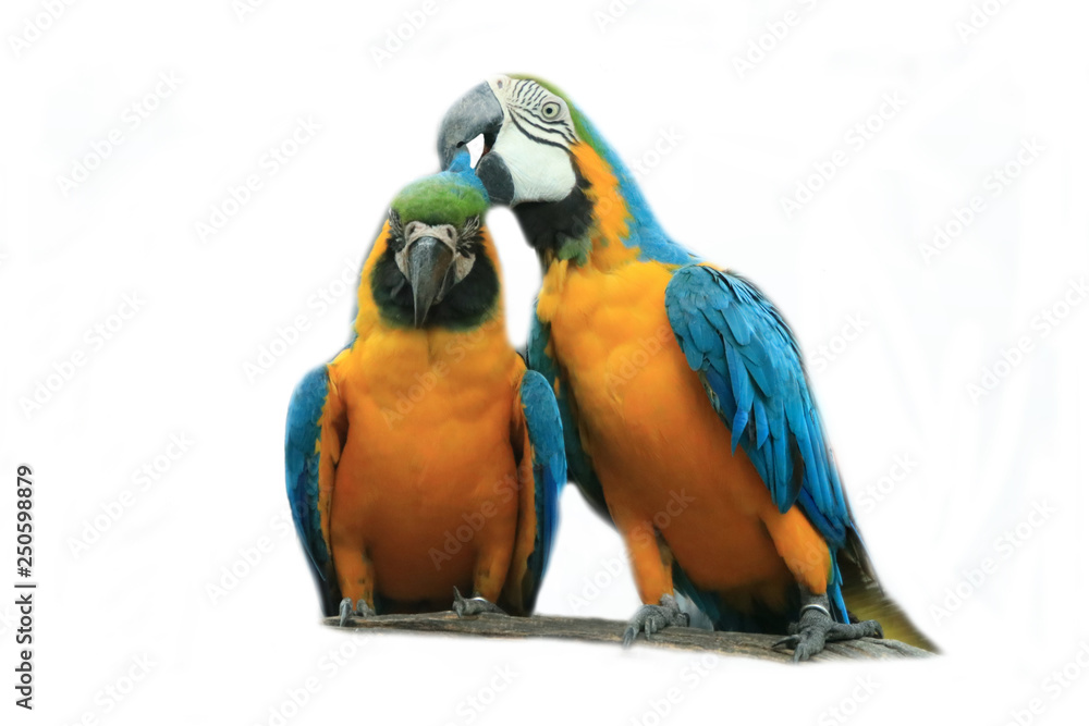 Two macaw parrots, white background.
