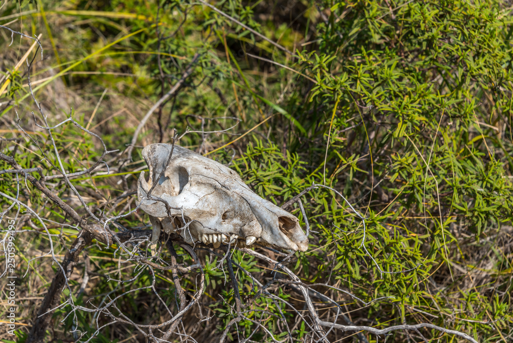 Fototapeta premium Old Skull of a Wild Boar in the Hills of Southern Italy