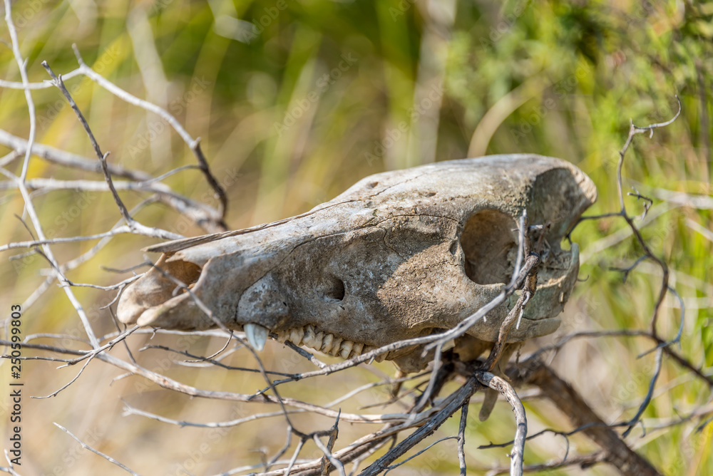 Old Skull of a Wild Boar in the Hills of Southern Italy