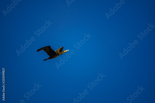 Isolated cormorant flying over deep blue sky