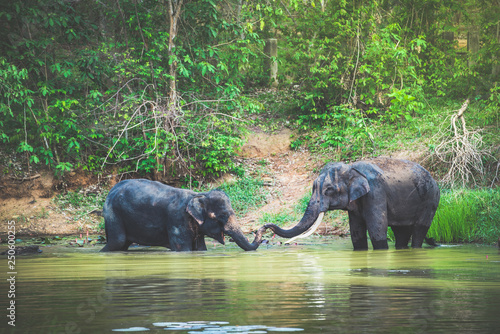 Wild elephant in the beautiful forest, Thailand