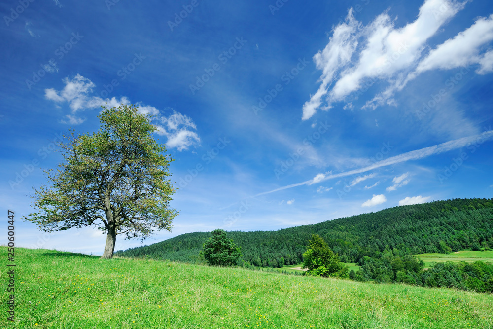 Naklejka premium Spring view, lonely tree among green fields