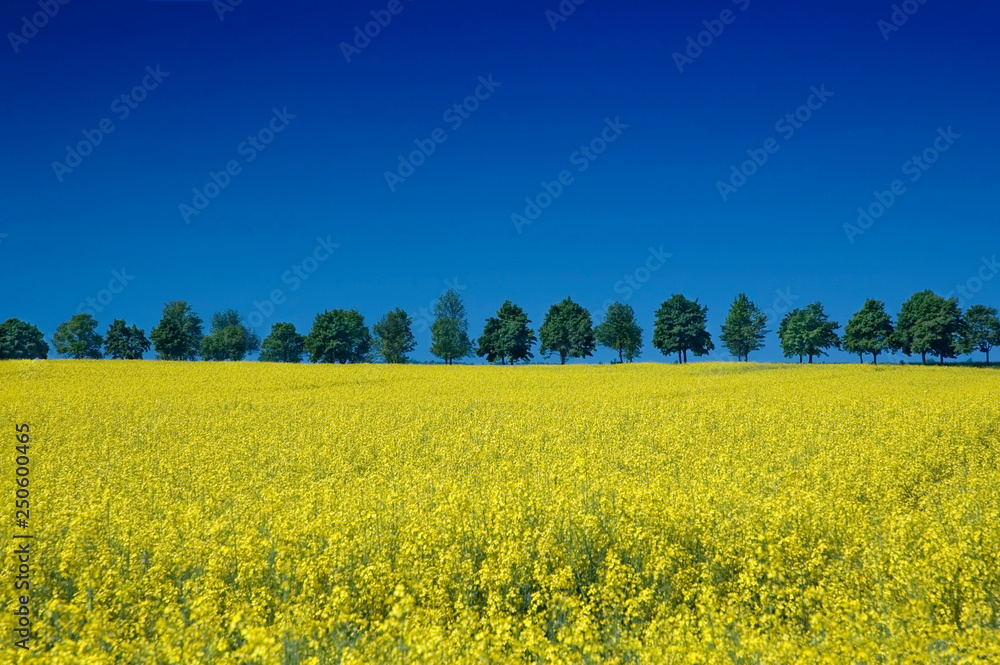 Spring view, row of green trees among rape fields