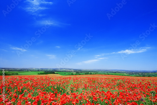 Idyllic view  fields of red poppies