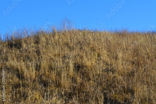 Dry herbs grow on hill. Yellow meadow on blue sky background.