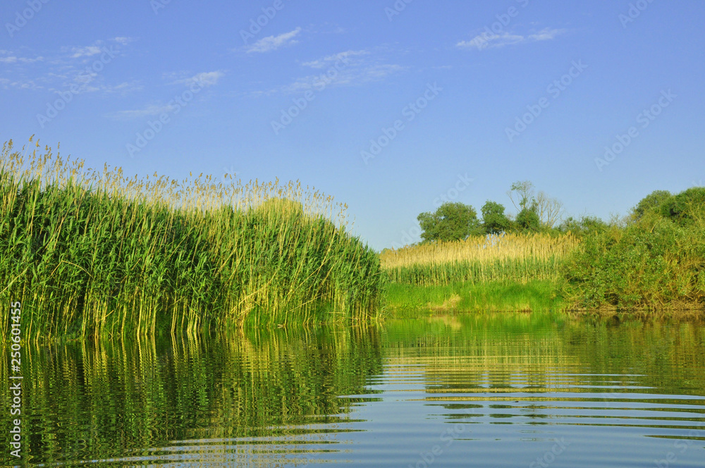 Obraz premium Travel and rest. Typical swampy landscape of Belarusian marshes.