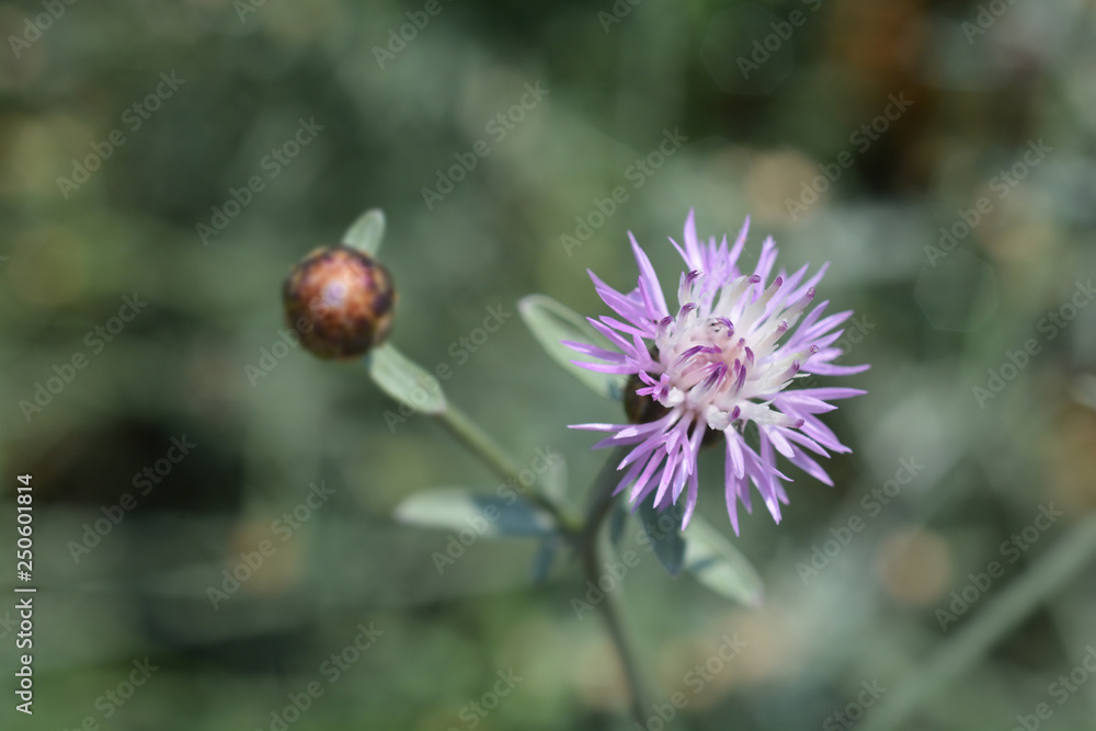 Obraz premium Croatian endemic cornflower