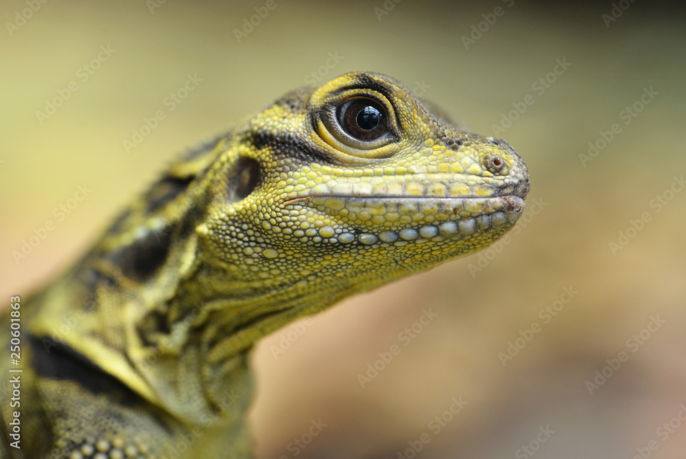 Fototapeta premium Philippine sailfin lizard (Hydrosaurus pustulatus) close up. 