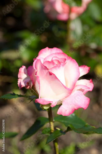 Lovely and romantic blooms of the Hybrid Tea rose   Double Delight  in the botanical garden 