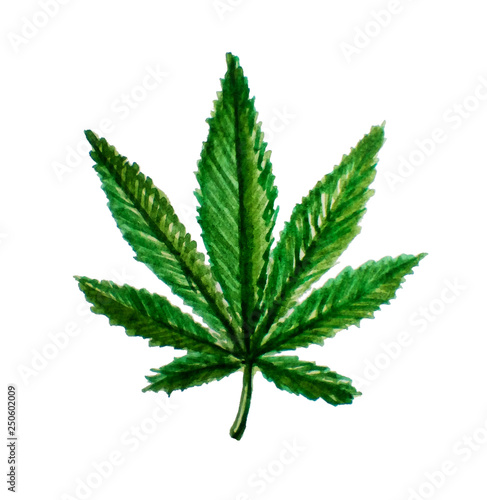  cannabis leaf. Watercolor illustration. Legalization of marijuana.