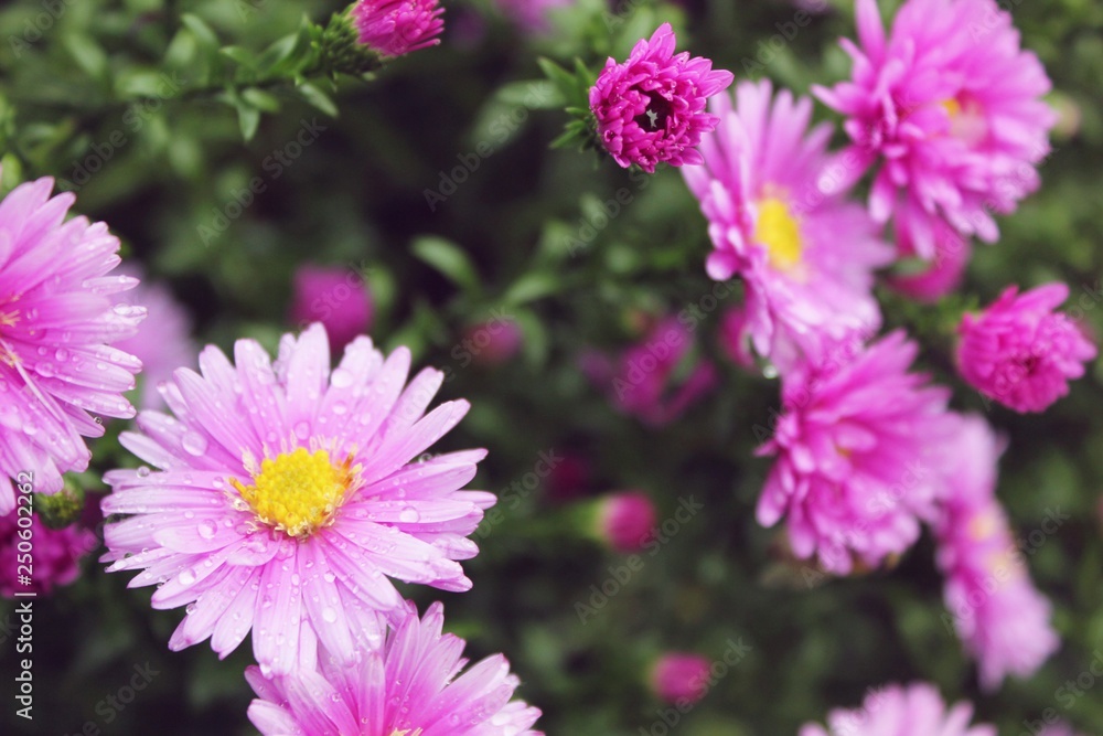 Obraz premium flowers