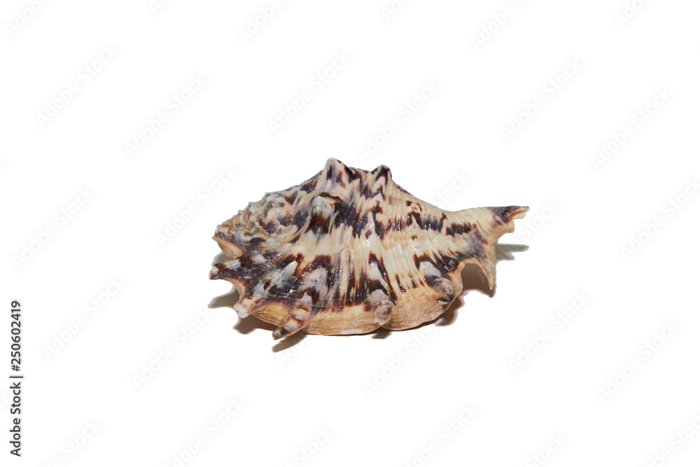sea shell on white background sea shell on white background