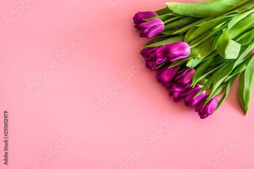 beautiful purple tulips on pink background. February 14 card, Valentine's day. Flower delivery. 8 March, International Happy Women's Day, Birthday, Mothers day
