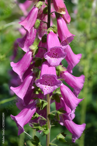Φωτογραφία Foxglove Excelsior Hybrids