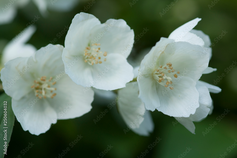 Closeup of Sweet mock-orange (Philadelphus coronarius) flowers in mild summer sunlight. Nature background. Soft dreamy image Closeup of Sweet mock-orange (Philadelphus coronarius) flowers in mild summer sunlight. Nature background. Soft dreamy image