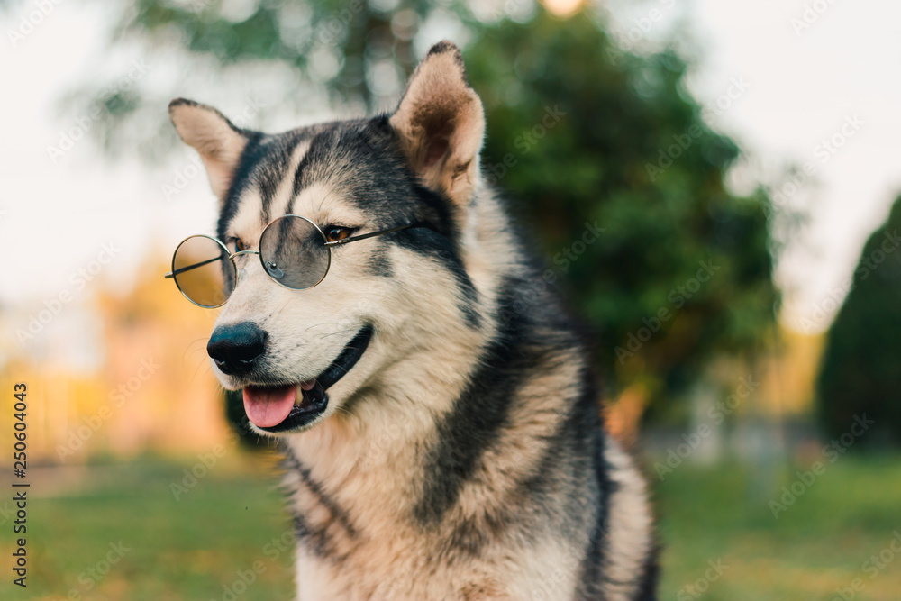 Portrait of Siberian husky.Dog wearing glasses.