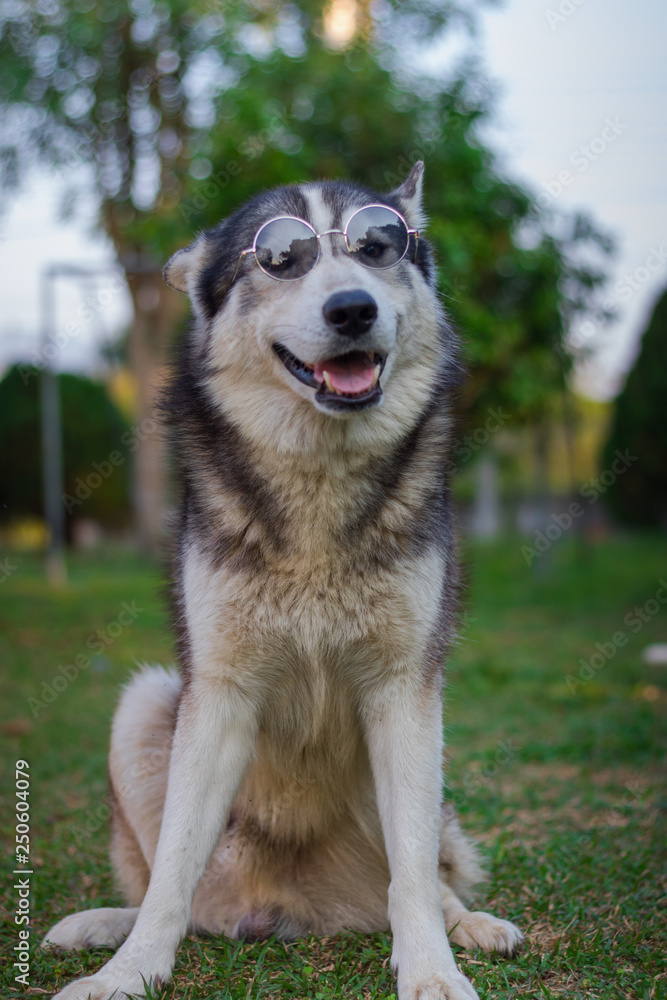 Portrait of Siberian husky.Dog wearing glasses.