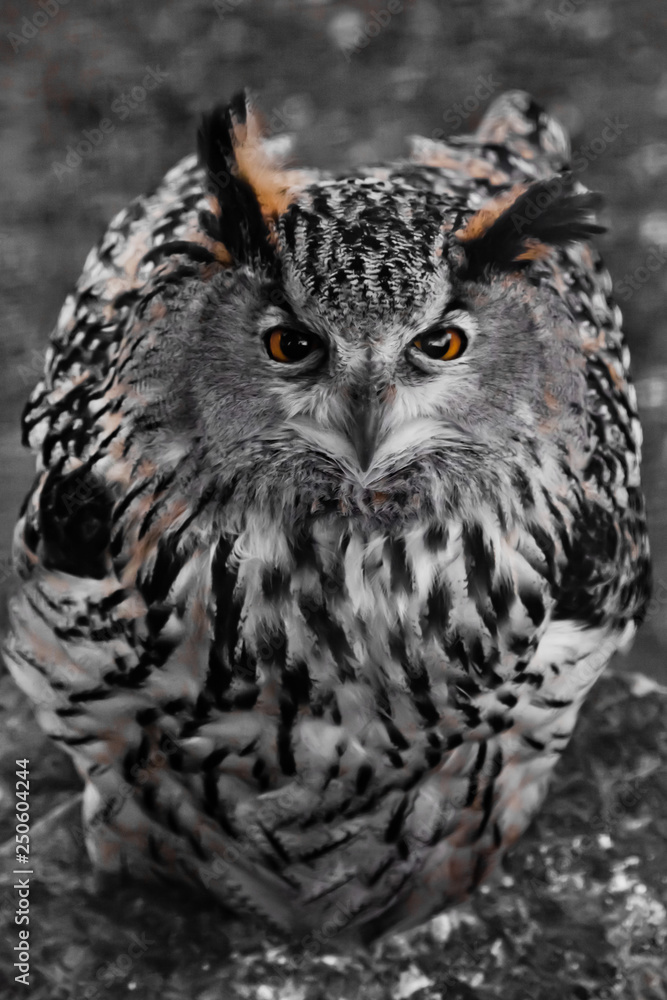 A large owl-eagle owl sits and looks up, surprised and displeased, a large motley  bird