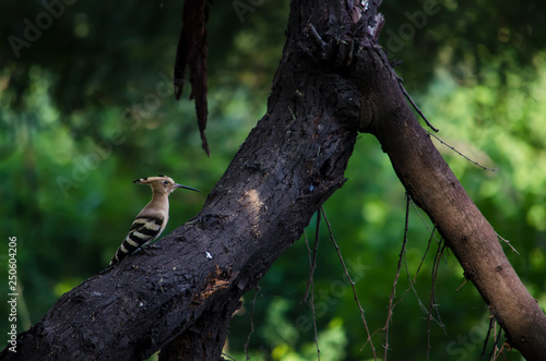 Woodpecker of a tree