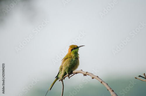 Bee-eater