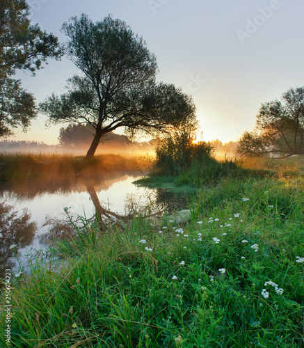 Foggy sunrise in the meadow