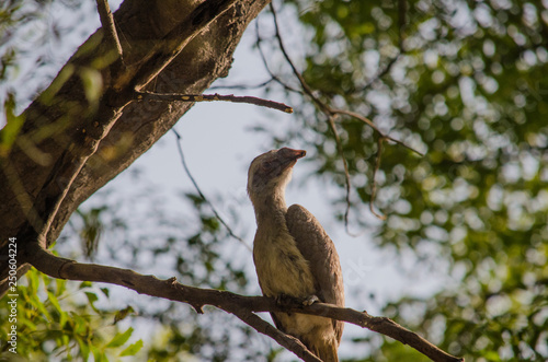 bird on a tree