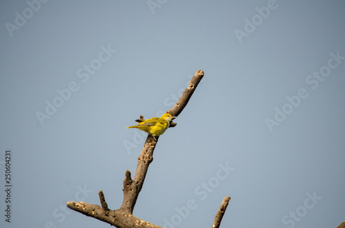 colorful bird on a branch