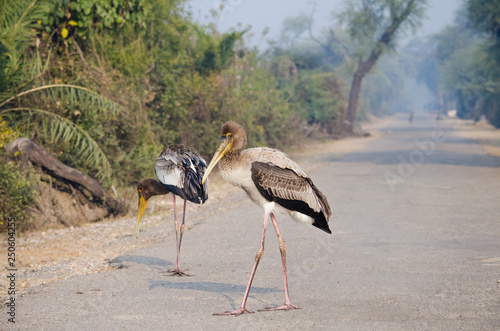 stork in its habitat