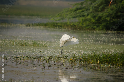 Great-egret