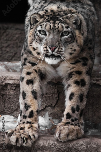 Muzzle and paws of a snow leopard, a big cat close-up with an open maw,