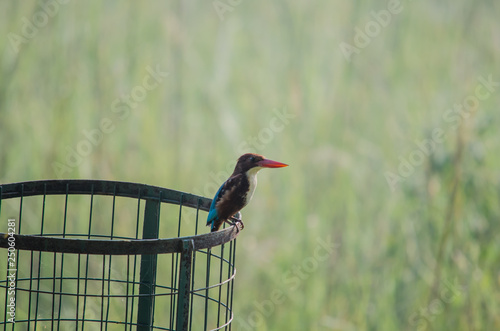 Kingfisher