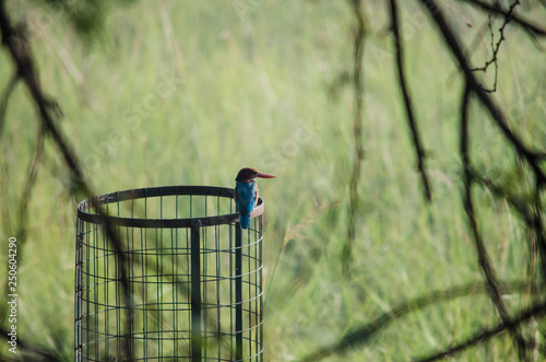Kingfisher