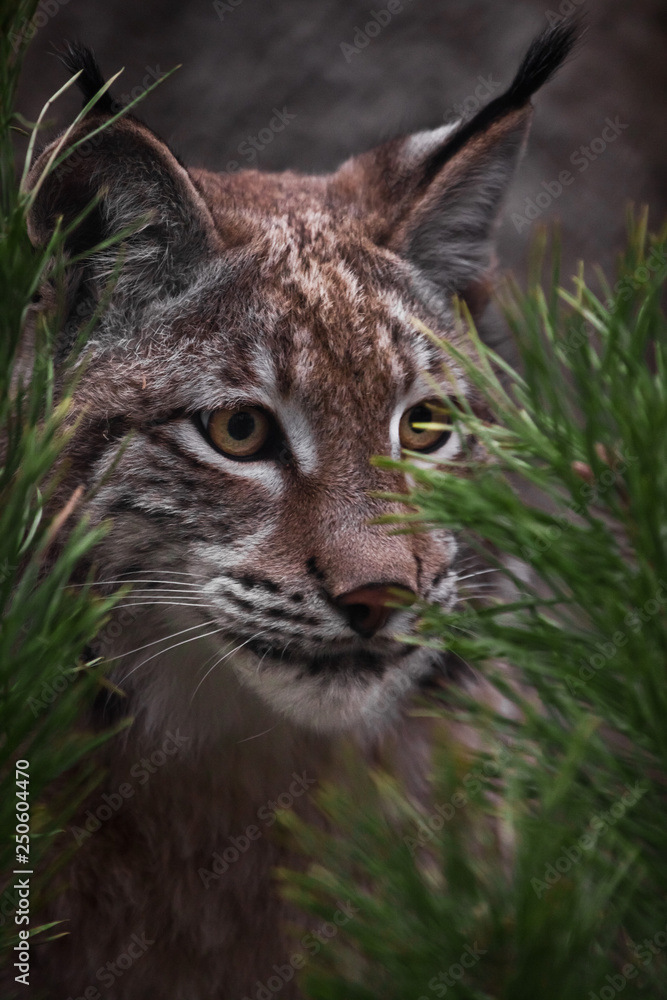Muzzle lynx close-up among the fir branches, the cat carefully looks from the ambush, attentive gaze Muzzle lynx close-up among the fir branches, the cat carefully looks from the ambush, attentive gaze