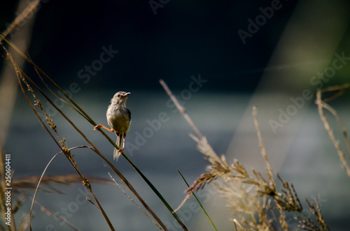 Sparrow