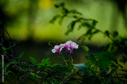 purple flowers in the garden