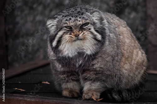 Canvas Print Big and dissatisfied wild cat manul sits and stares against