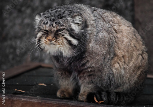 Photography Big and dissatisfied wild cat manul sits and stares against