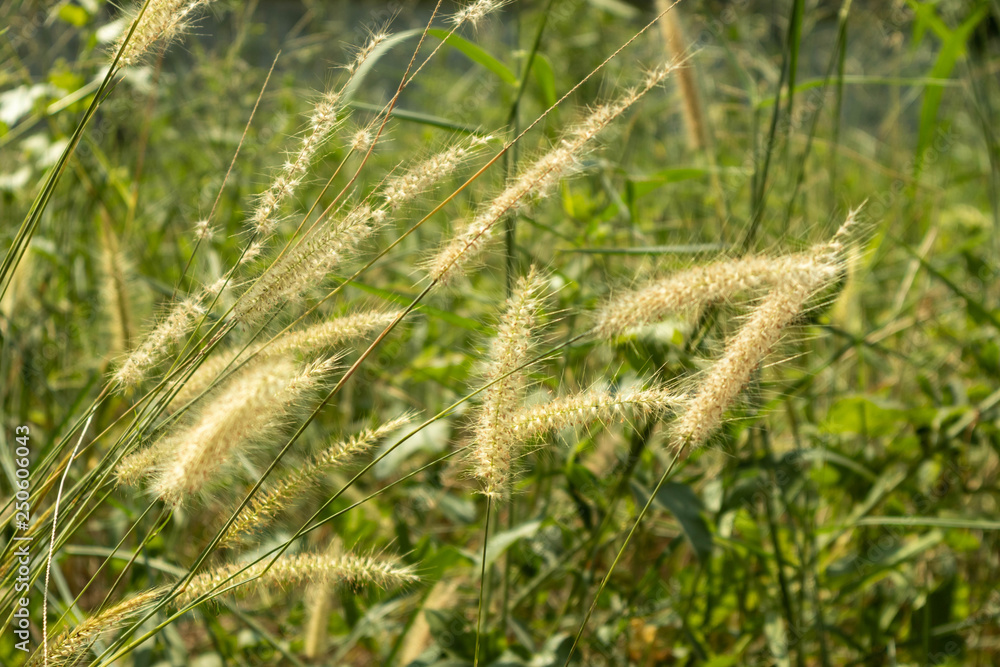 grass grass