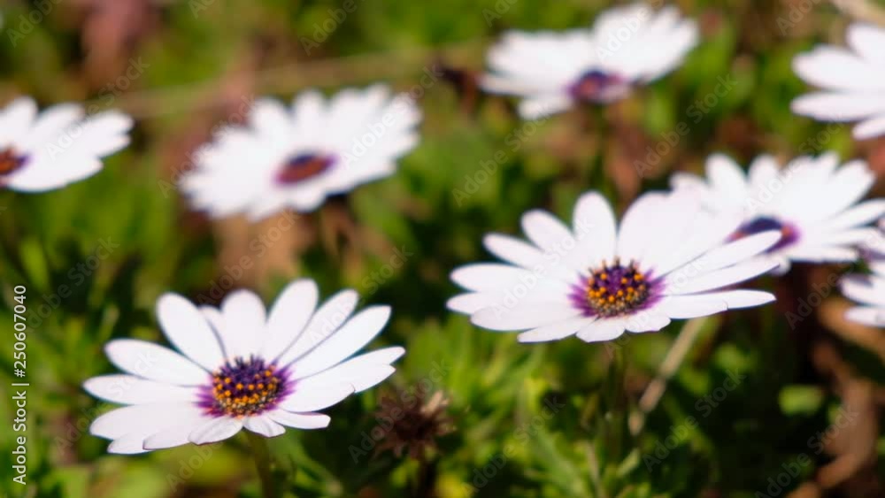 Close-up of white daisies waving on the wind. Close-up of white daisies waving on the wind.