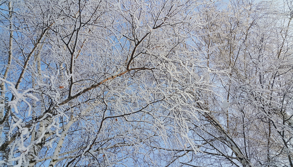 Branches of birch trees covered with snow and hoarfrost